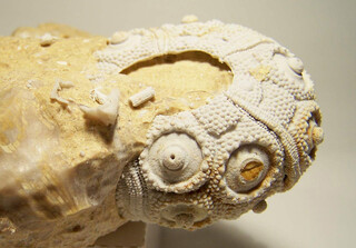 Deutschland/Baden-Württemberg/Stuttgart, Bezirk/Heidenheim, Landkreis/Nattheim/Riffschuttkalk-Fossilfundstellen