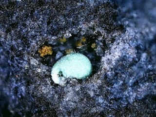 Deutschland/Rheinland-Pfalz/Mayen-Koblenz-Kreis/Pellenz, Verbandsgemeinde/Nickenich/Nickenicher Weinberg (Sattelberg)