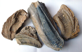 Österreich/Niederösterreich/Hollabrunn, Bezirk/Sitzendorf an der Schmida, Gemeinde