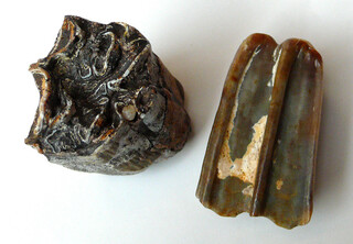 Österreich/Niederösterreich/Hollabrunn, Bezirk