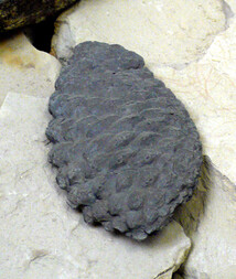 Österreich/Niederösterreich/Horn, Bezirk/Langau/ehemaliger Braunkohleabbau