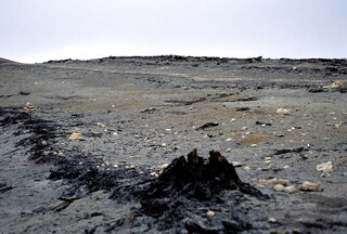 Kanada/Nunavut-Territorium/Qikiqtaaluk, Region/Königin-Elisabeth-Inseln/Axel Heiberg Island/Geodetic Hills/Napartulik Fossil Forest