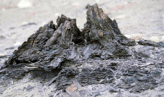 Kanada/Nunavut-Territorium/Qikiqtaaluk, Region/Königin-Elisabeth-Inseln/Axel Heiberg Island/Geodetic Hills/Napartulik Fossil Forest