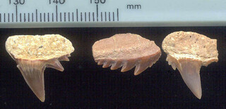 Österreich/Niederösterreich/Sankt Pölten, Bezirk/Obritzberg-Rust/Winzing/Sandgrube