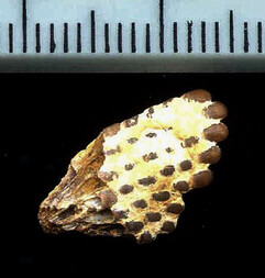 Österreich/Niederösterreich/Sankt Pölten, Bezirk/Obritzberg-Rust/Winzing/Sandgrube