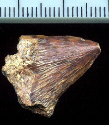 Österreich/Niederösterreich/Sankt Pölten, Bezirk/Obritzberg-Rust/Winzing/Sandgrube