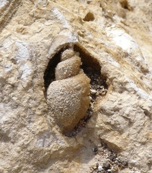 Österreich/Niederösterreich/Hollabrunn, Bezirk/Mailberg, Gemeinde/Buchberg