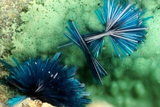 USA/Nevada/Pershing County/Antelope District/Majuba Hill Mine (Mylar Mine)