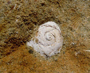 Österreich/Niederösterreich/Horn, Bezirk/Burgschleinitz-Kühnring, Marktgemeinde/Kühnring/Gemeindesandgrube