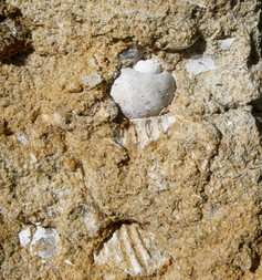 Österreich/Niederösterreich/Horn, Bezirk/Burgschleinitz-Kühnring, Marktgemeinde/Kühnring/Felder Kühnring-Süd