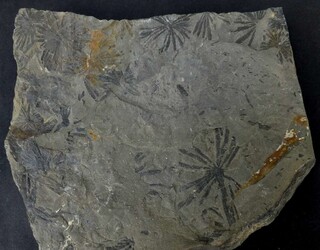 Deutschland/Thüringen/Nordhausen, Landkreis/Harztor/Ilfeld/Netzkater