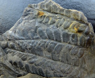 Deutschland/Thüringen/Nordhausen, Landkreis/Harztor/Ilfeld/Netzkater