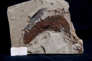 Österreich/Oberösterreich/Eferding, Bezirk/Scharten, Gemeinde/Finklham, Katastralgemeinde/Tongrube