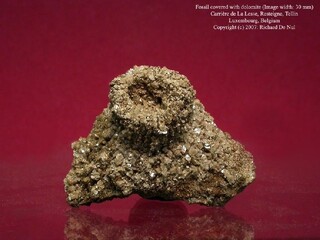 Belgien/Wallonie/Luxemburg (Luxembourg), Provinz/Neufchâteau, Bezirk/Tellin, Bezirk/Resteigne/Steinbruch La Lesse (Carrière de la Lesse)