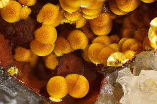 Deutschland/Hessen/Gießen, Bezirk/Gießen, Landkreis/Biebertal/Dünsberg