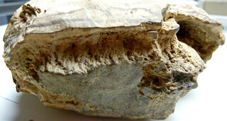 Österreich/Niederösterreich/Hollabrunn, Bezirk/Retz, Stadtgemeinde/Retz Altstadt, KG