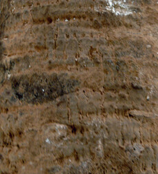 Österreich/Niederösterreich/Hollabrunn, Bezirk/Retz, Stadtgemeinde/Retz Altstadt, KG