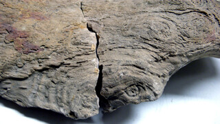 Österreich/Niederösterreich/Hollabrunn, Bezirk/Retzbach, Gemeinde