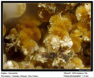 Frankreich/Occitanie (Okzitanien), Région/Tarn, Département/Castres, Arrondissement/Fontrieu/Fumade