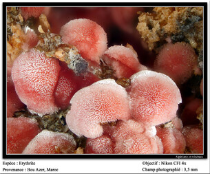 Marokko/Drâa-Tafilalet, Region/Ouarzazate, Provinz/Amerzgane, Cercle/Ouisselsate, Caïdat/Bou Azzer Mine