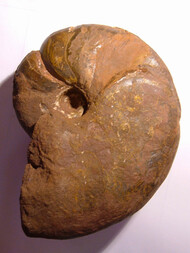 Deutschland/Niedersachsen/Goslar, Landkreis/Bad Harzburg/Bündheim