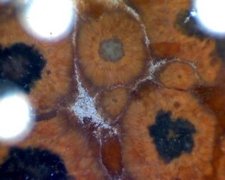 Deutschland/Sachsen/Bautzen, Landkreis/Lauta