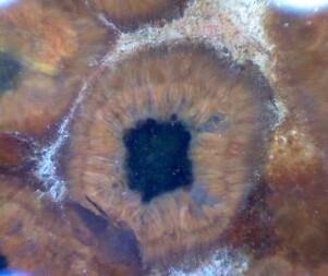 Deutschland/Sachsen/Bautzen, Landkreis/Lauta