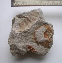 Deutschland/Niedersachsen/Wolfenbüttel, Landkreis/Elm-Asse, Samtgemeinde/Denkte/Ösel