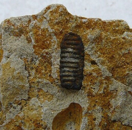 Österreich/Niederösterreich/Horn, Bezirk/Burgschleinitz-Kühnring, Marktgemeinde/Kühnring/Gemeindesandgrube