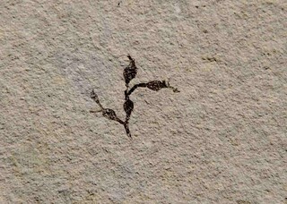 Österreich/Oberösterreich/Eferding, Bezirk/Scharten, Gemeinde/Finklham, Katastralgemeinde/Tongrube