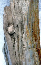 Österreich/Niederösterreich/Horn, Bezirk