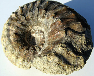 Deutschland/Niedersachsen/Wolfsburg, kreisfreie Stadt/Laagberg