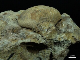 USA/Montana/Dawson County/Glendive