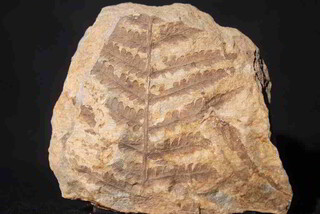 Österreich/Kärnten/Hermagor, Bezirk/Hermagor-Pressegger See/Möderndorf, Katastralgemeinde/Krone