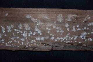 Österreich/Oberösterreich/Vöcklabruck, Bezirk/Ampflwang im Hausruckwald, Marktgemeinde/Tagbau Lukasberg