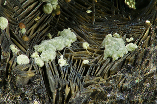 Italien/Toskana (Toscana)/Livorno, Provinz/Campiglia Marittima/Madonna di Fucinaia