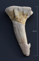 Marokko/Drâa-Tafilalet, Region/Errachidia (Er-Rachidia), Provinz/Tafraoute Sidi Ali/Ifezouane Formation