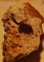 Deutschland/Sachsen/Dresden/Hoher Stein