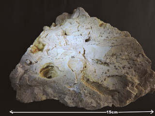 Österreich/Niederösterreich/Korneuburg, Bezirk/Ernstbrunn, Gemeinde/Ernstbrunn-Dörfles, Kalksteinbrüche