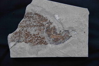 Österreich/Oberösterreich/Eferding, Bezirk/Scharten, Gemeinde/Finklham, Katastralgemeinde/Tongrube