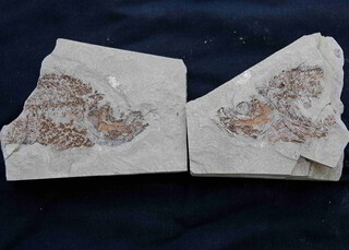 Österreich/Oberösterreich/Eferding, Bezirk/Scharten, Gemeinde/Finklham, Katastralgemeinde/Tongrube