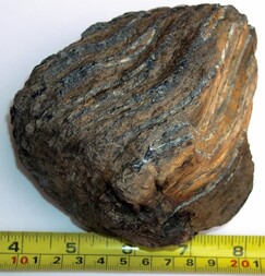 Deutschland/Nordrhein-Westfalen/Düsseldorf, Bezirk/Kleve, Kreis/Kalkar/Grieth