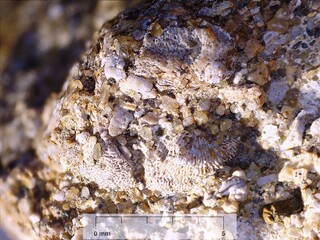 Deutschland/Niedersachsen/Goslar, Landkreis/Goslar, Stadtgemeinde/Oker, Ortsteil/Steinbrüche am Sudmerberg