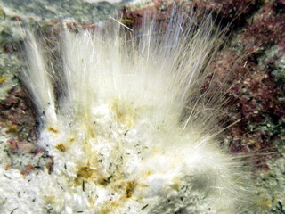 Namibia/Khomas, Region/Windhoek-Land, Kreis/Aris/Aris-Steinbrüche (Ariskop Quarry; Railway Quarry)