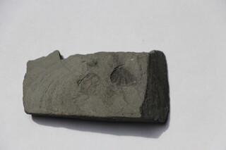 UK/England/Dorset Co./Charmouth