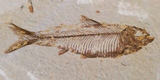 USA/Wyoming/Sweetwater County/Green River Formation