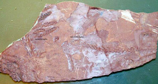 Deutschland/Hessen/Darmstadt, Bezirk/Main-Kinzig-Kreis/Schöneck/Oberdorfelden