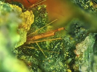 Demokratische Republik Kongo/Katanga (Shaba), Provinz/Ober-Katanga (Haut-Katanga), Distrikt/Shinkolobwe (Kasolo)