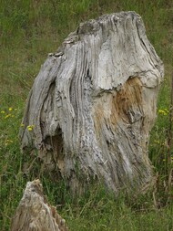 Belgien/Flandern/Flämisch-Brabant, Provinz/Löwen, Bezirk/Hoegaarden/Goudberg