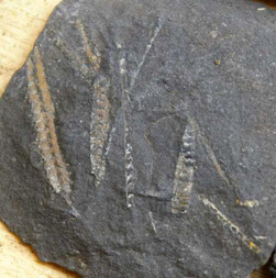 UK/Schottland/Dumfries and Galloway/Moffat/Dob's Linn